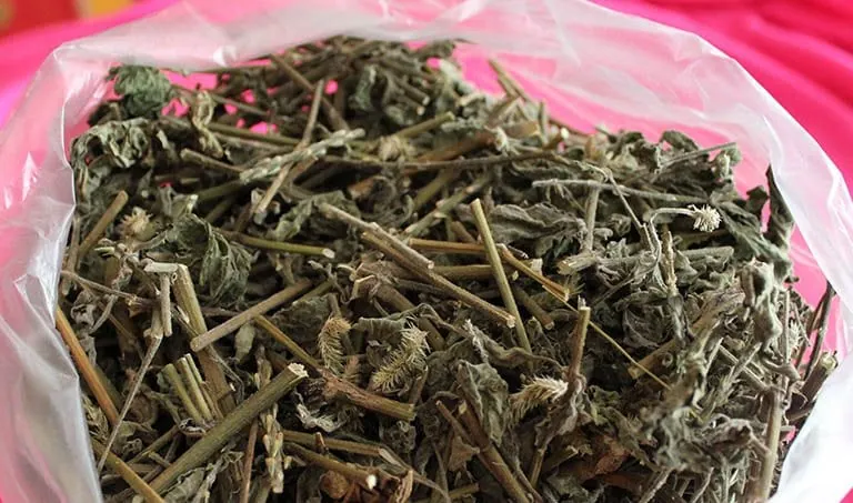 Có thể sử dụng dược liệu tươi hoặc khô làm thuốc